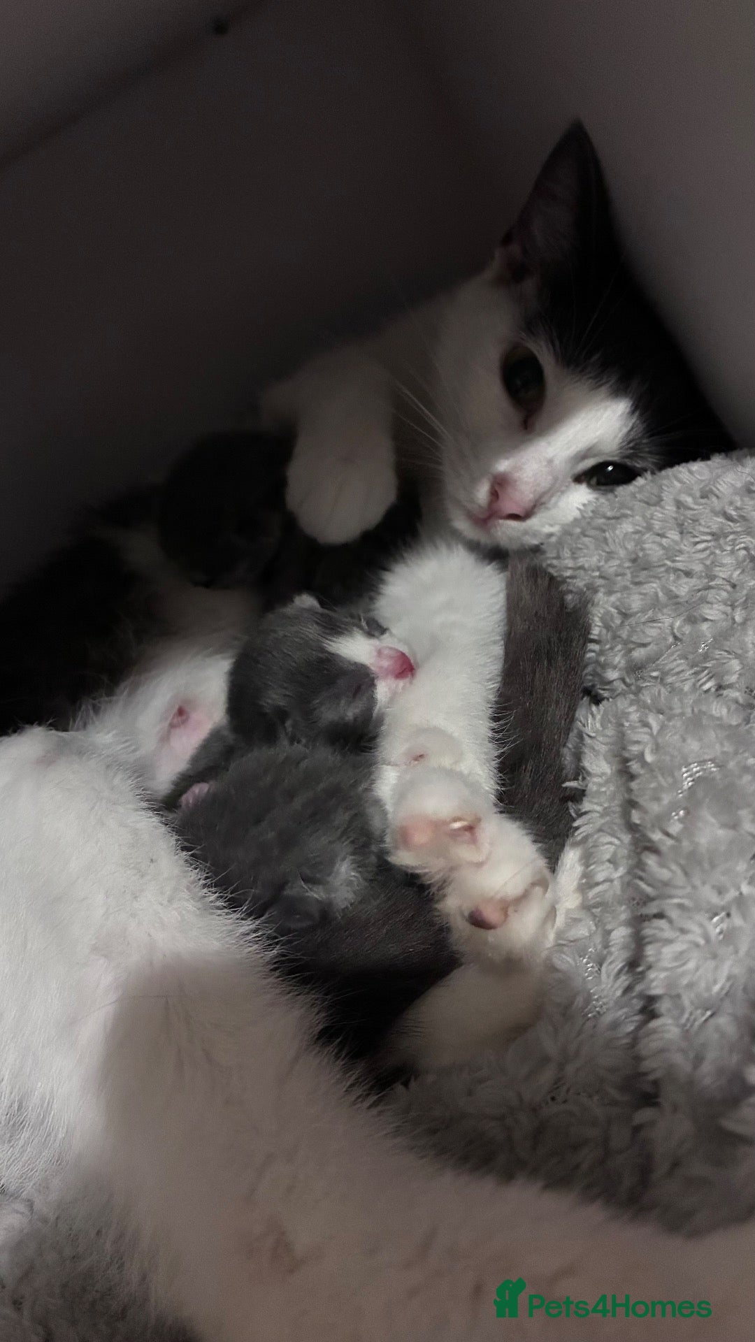 Mixed Breed cats Beautiful Kittens Looking for Loving Forever Homes - Advert 5