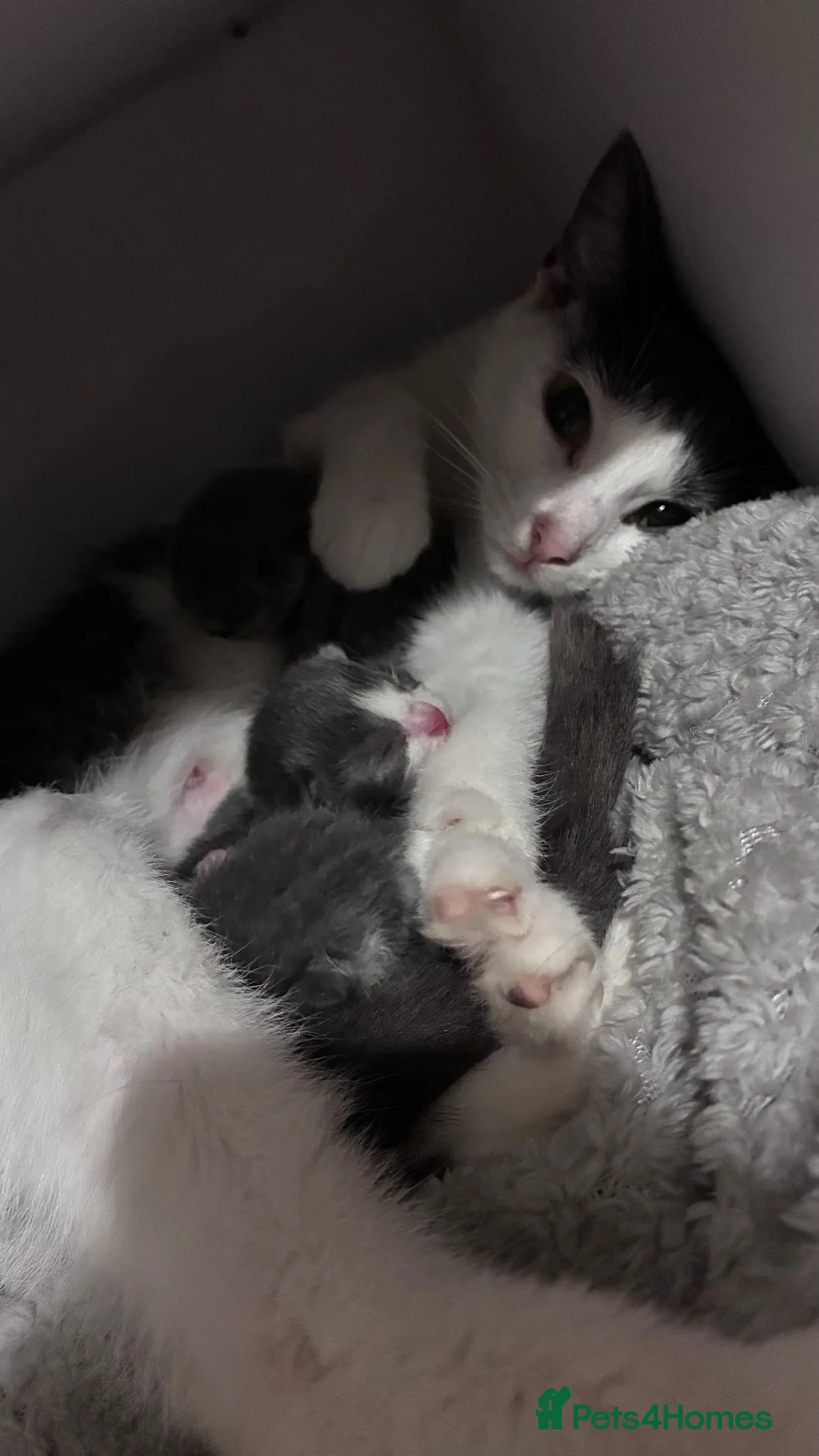 Mixed Breed cats for sale: Beautiful Kittens Looking for Loving Forever Homes in Stockton-on-Tees - Advert 1