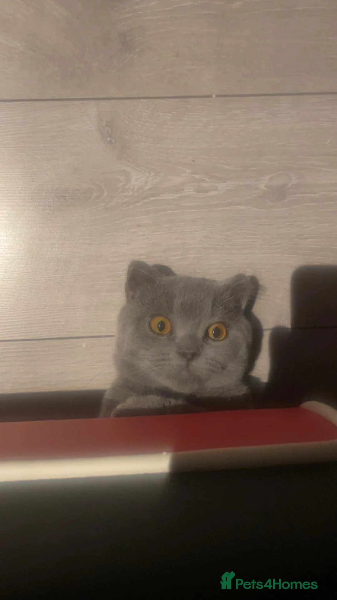 British Shorthair cats for sale: Beautiful male British blue  - Advert 2