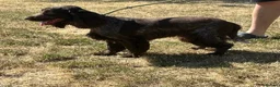 Cocker Spaniel dogs for sale: Show type chocolate roan dog in ELY - Advert 5
