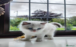 Ragdoll cats for sale: Charming Ragdoll Kittens -  - Image 9