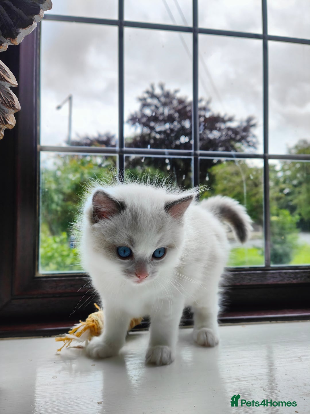 Ragdoll cats for sale: Charming Ragdoll Kittens -  - Image 9