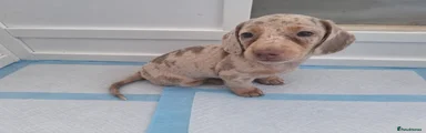 Miniature Dachshund 3 AVAILABLE
