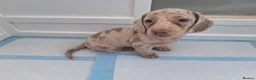 Miniature Dachshund dogs for sale: 5 gorgeous miniature dachshunds! - Advert 8