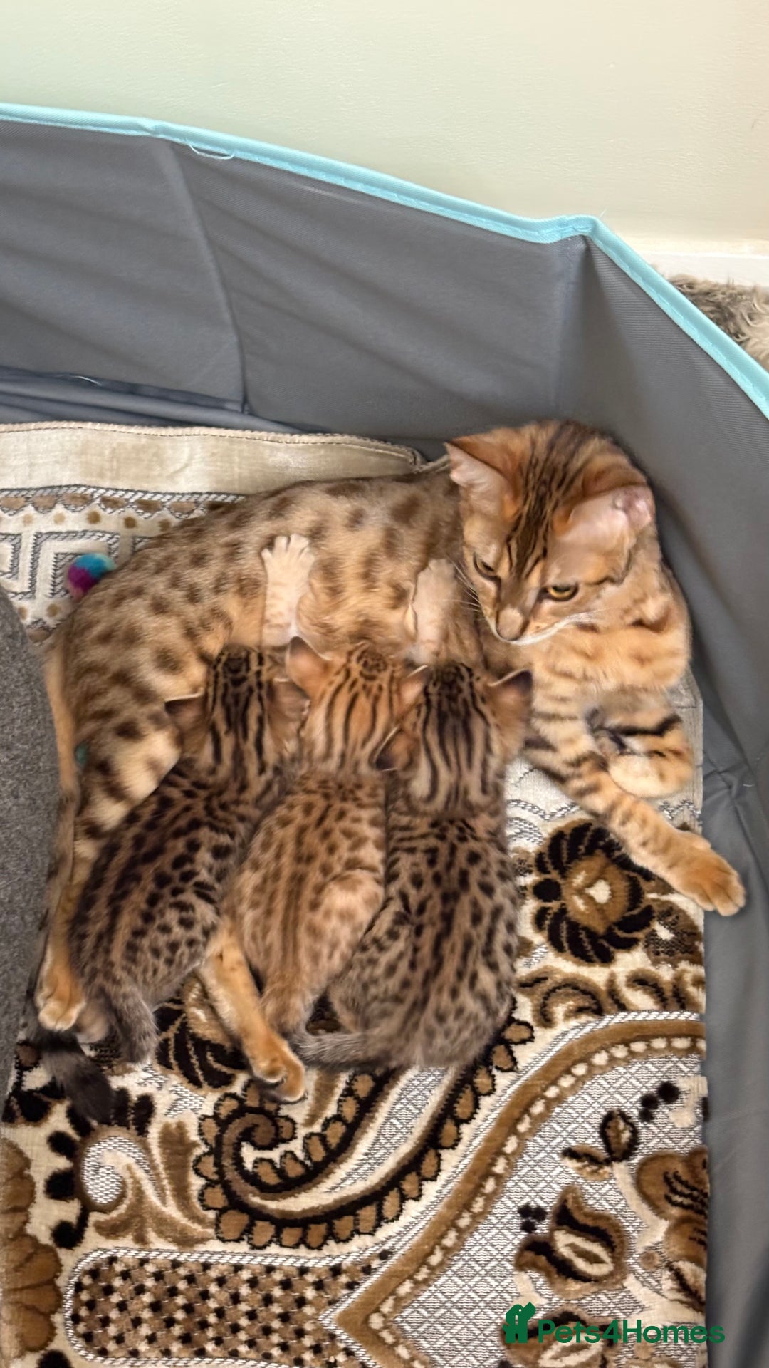 Bengal cats for sale: Pure Bengal Kittens For sale  - Advert 3