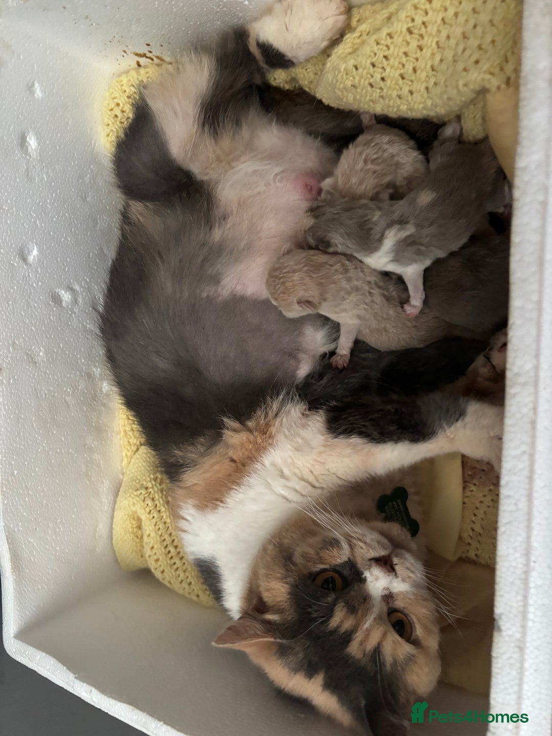 British Shorthair cats for sale: GCCF British Shorthair kittens - Image 1