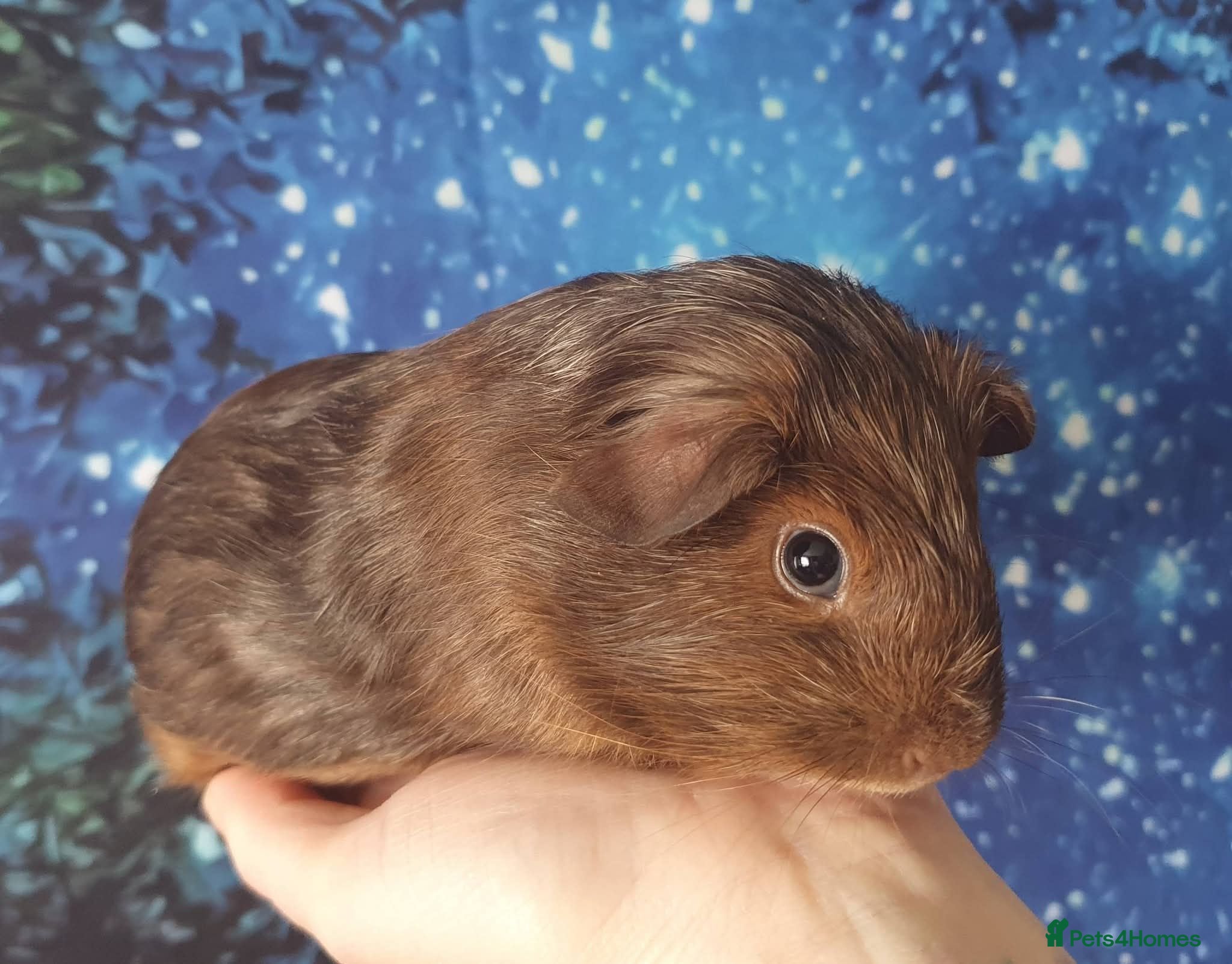 Guinea Pig rodents Beautiful guinea pigs - Advert 1