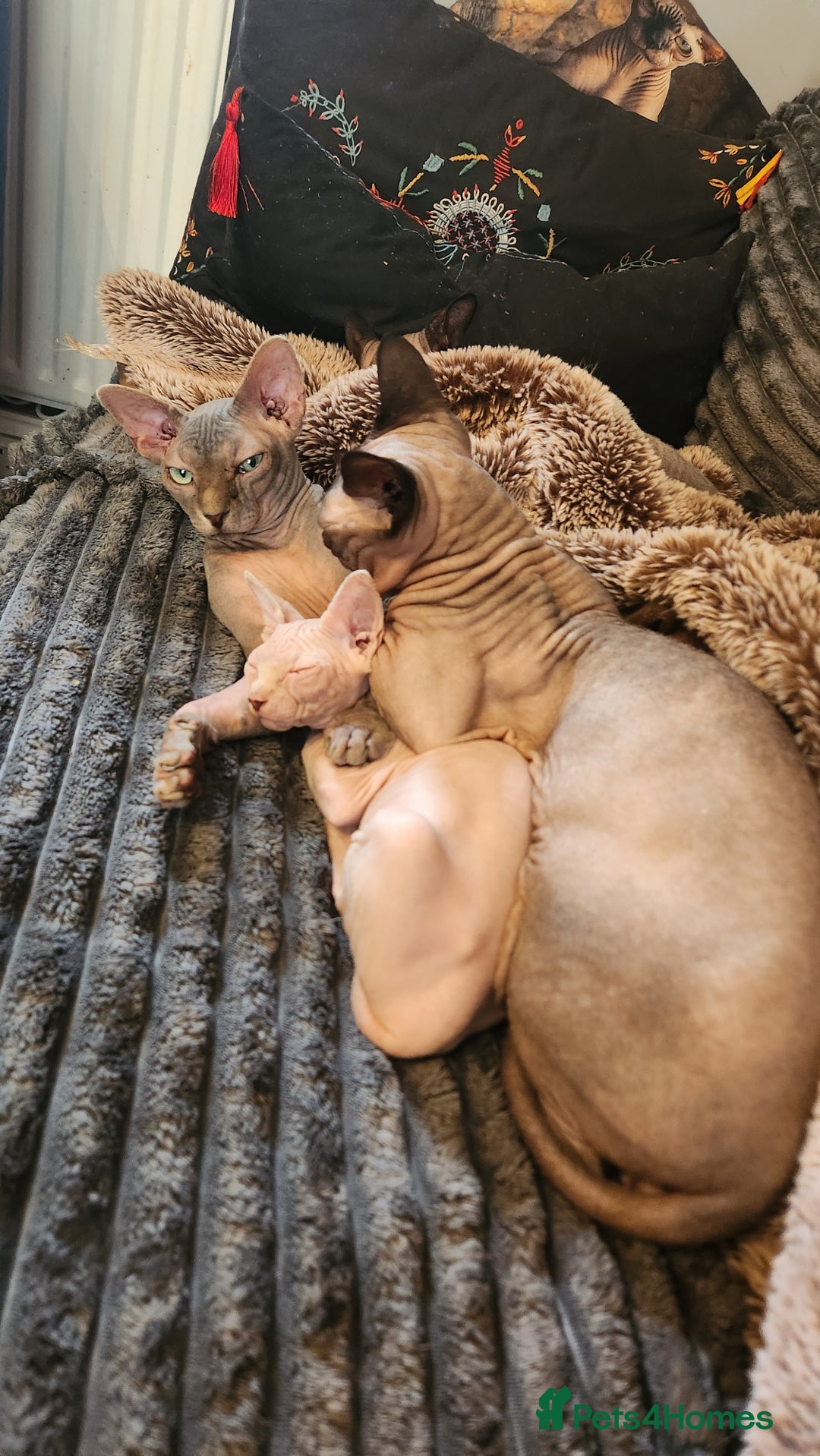 Sphynx cats for sale: Sphynx male - Image 5