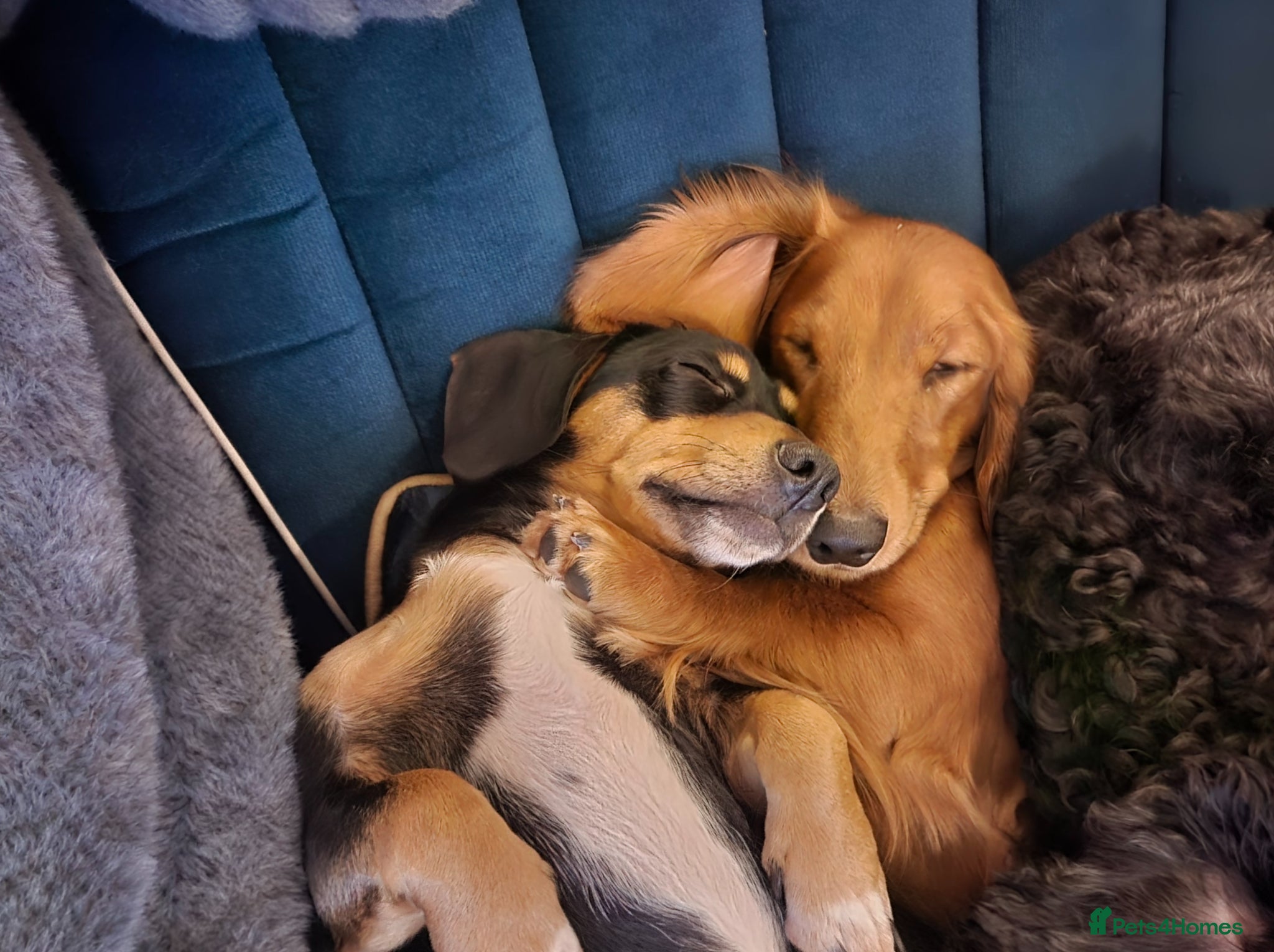 Dachshund dogs Sausage Squad looking for their Forever Sofas!  - Advert 2