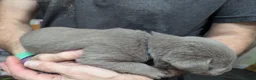 Labrador Retriever dogs for sale: Silver Labrador  - Advert 15