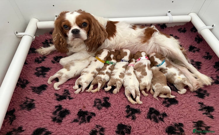 Cavalier King Charles Spaniel dogs - Advert 14