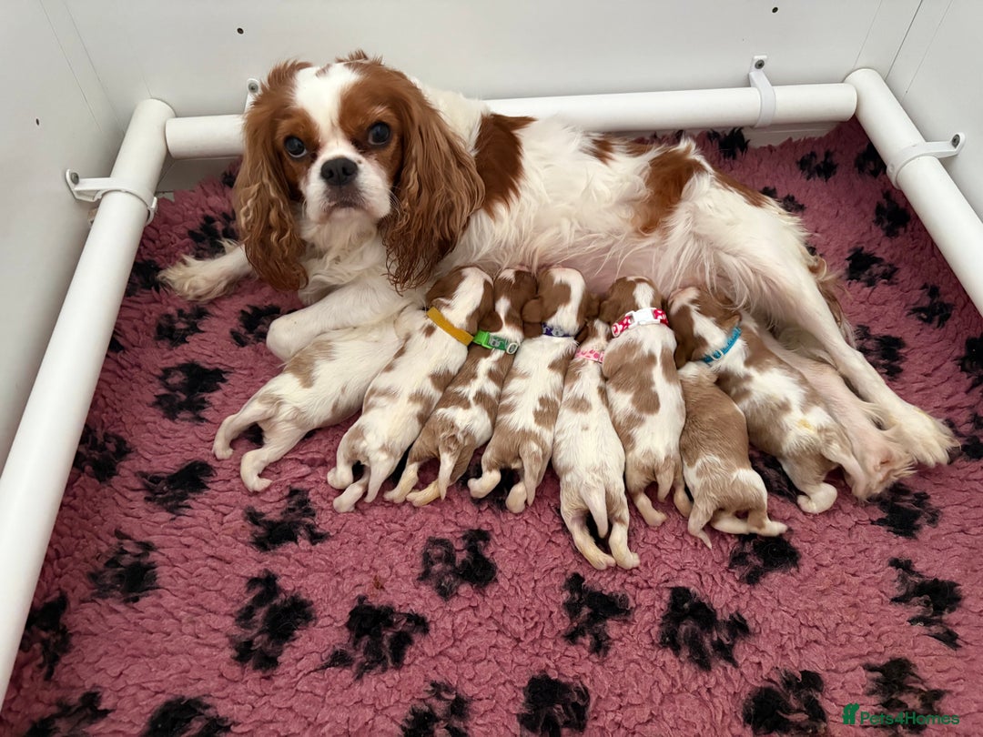 Cavalier King Charles Spaniel dogs for sale: Beautiful Cavalier King Charles Spaniels - Image 1