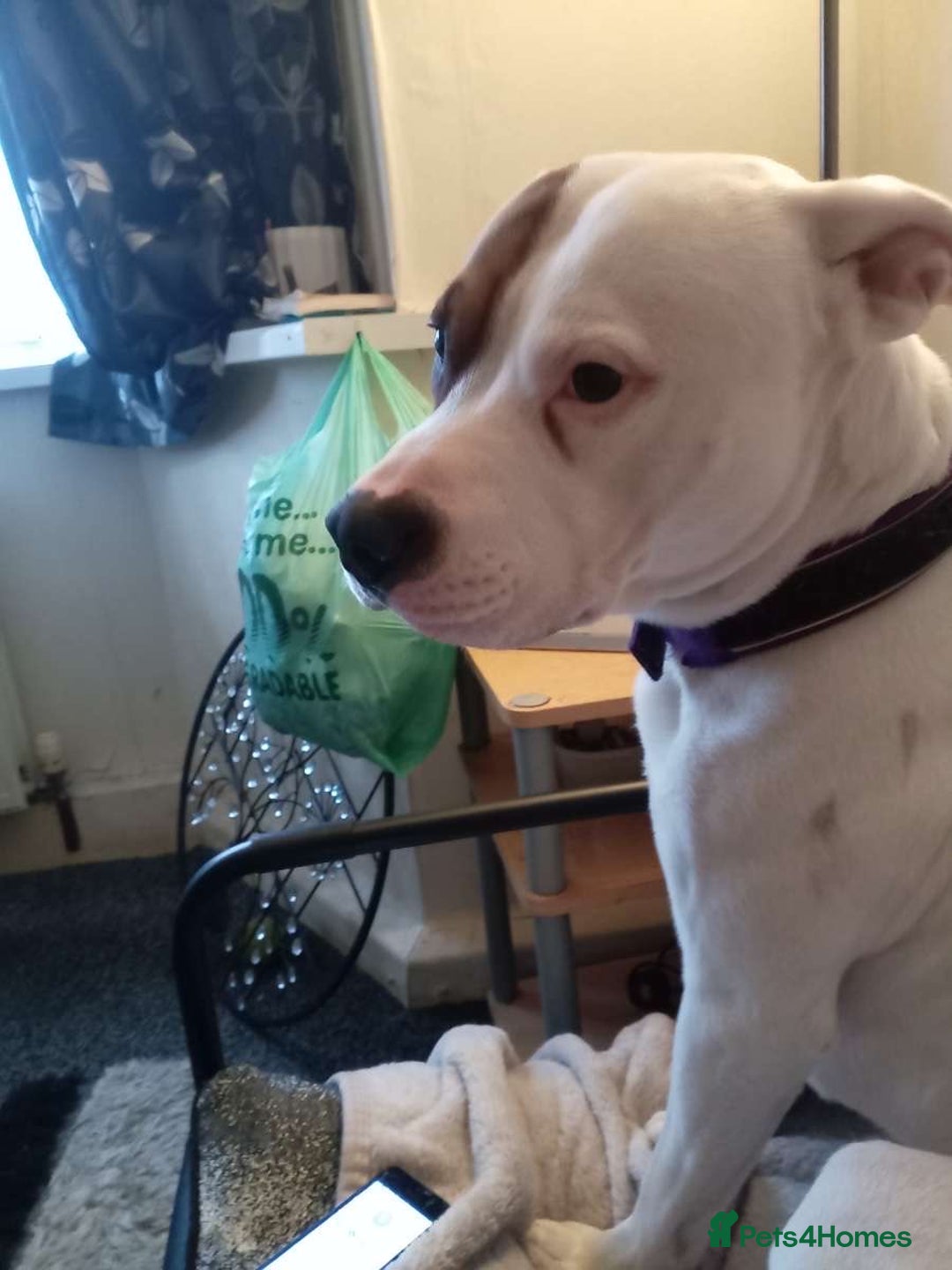 American Bulldog dogs for stud: American bulldog cross dogo Argentino - Image 2