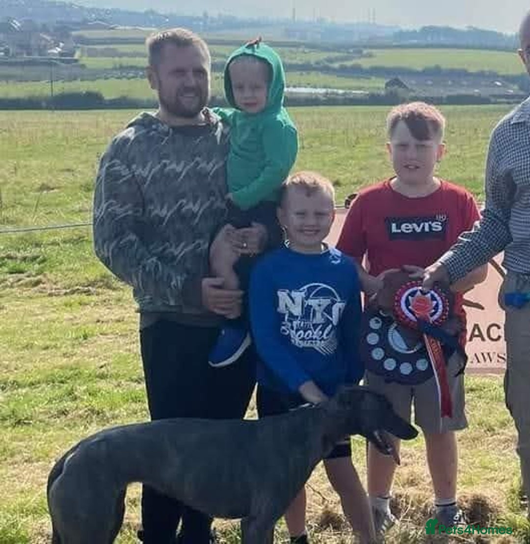 Mixed Breed dogs for sale: 5 lovely Lurchers  - Image 8