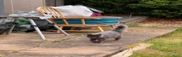 Maine Coon cats for sale: Maine Coon Kittens for sale Mix litter  - Advert 6