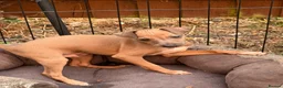Italian Greyhound dogs for sale: Reduced! 2 Italian grey hounds boys available  - Advert 4