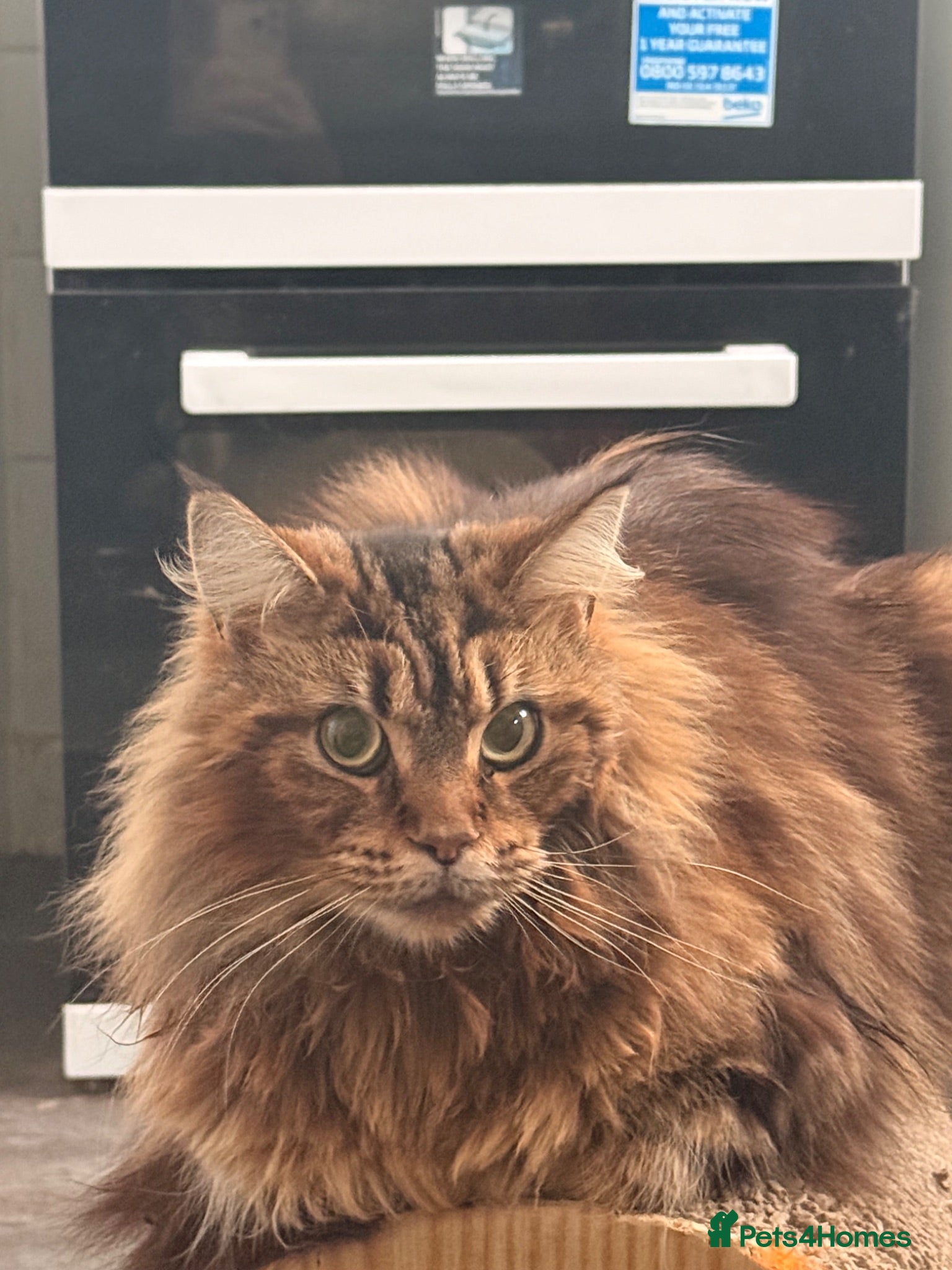 Mixed Breed cats 1/2 mainecoon  - Advert 2