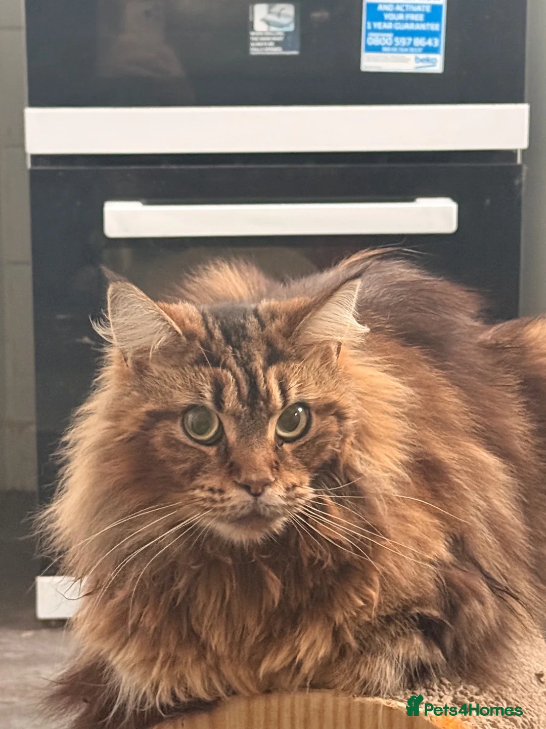 Mixed Breed cats for sale: 1/2 mainecoon  - Advert 1