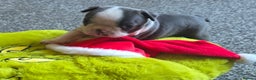 Boston Terrier dogs for sale: Stunning Rare Blue Boy  - Advert 1