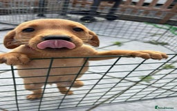 Labrador Retriever dogs for sale: KC REG Lab puppy ready to take home - Image 6