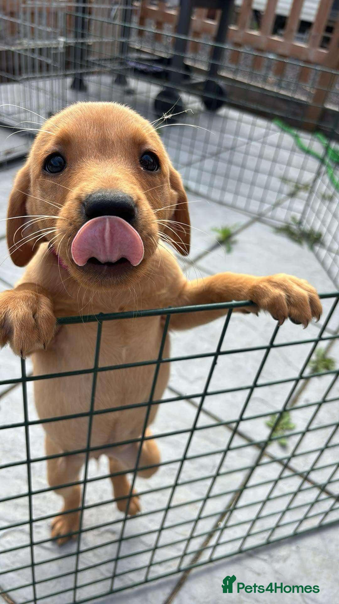 Labrador Retriever dogs for sale: KC REG Lab puppy ready to take home - Image 6