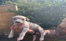 Whippet dogs for sale: Whippet pups  - Image 5