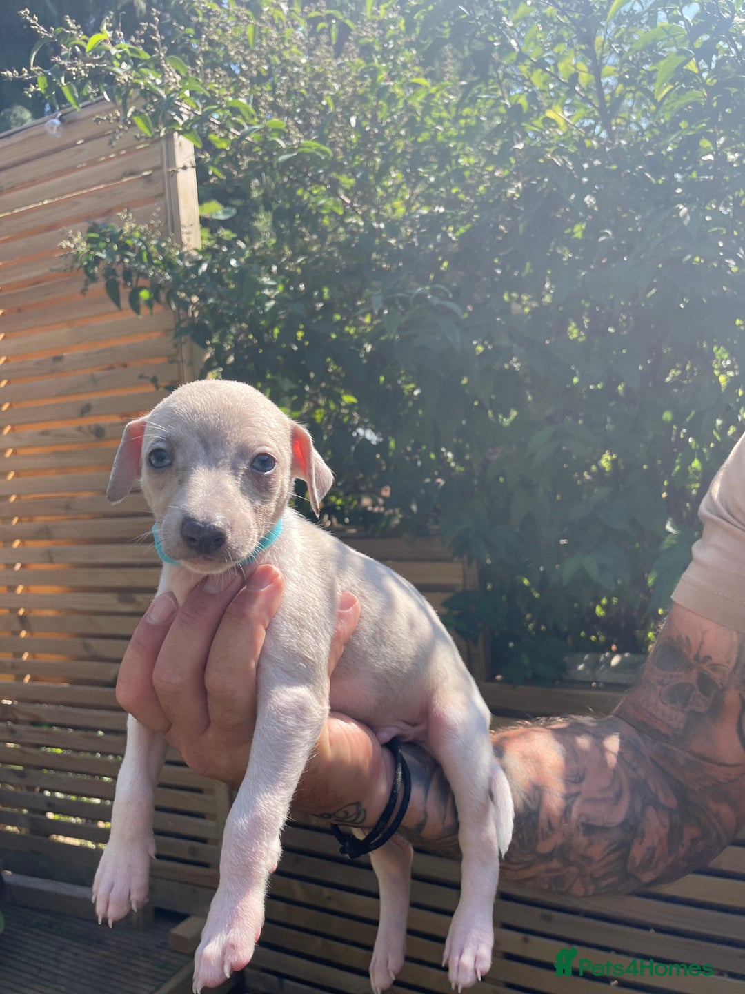 Whippet dogs for sale: Whippet pups  - Image 5