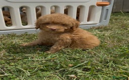 Cavapoo dogs for sale: ⭐️ Stunning ⭐️ F1b Cavapoos ⭐️ Ready Thursday ⭐️ - Image 19