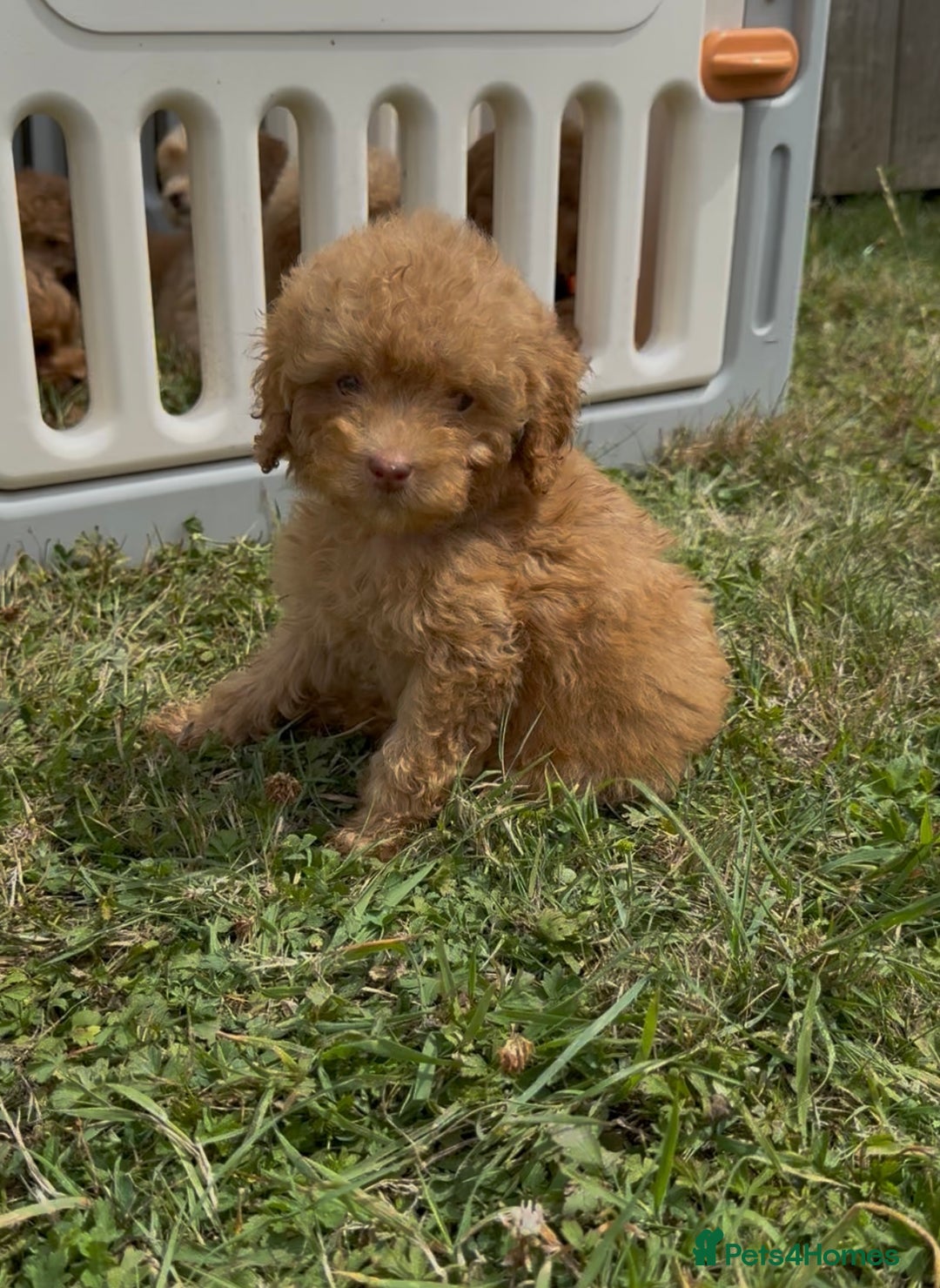 Cavapoo dogs for sale: ⭐️ Stunning ⭐️ F1b Cavapoos ⭐️ Ready Thursday ⭐️ - Image 19