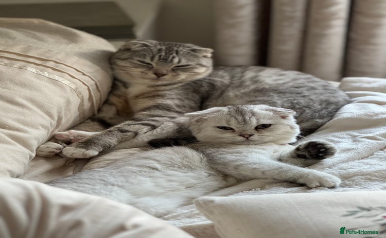Scottish Fold cats - Advert 8