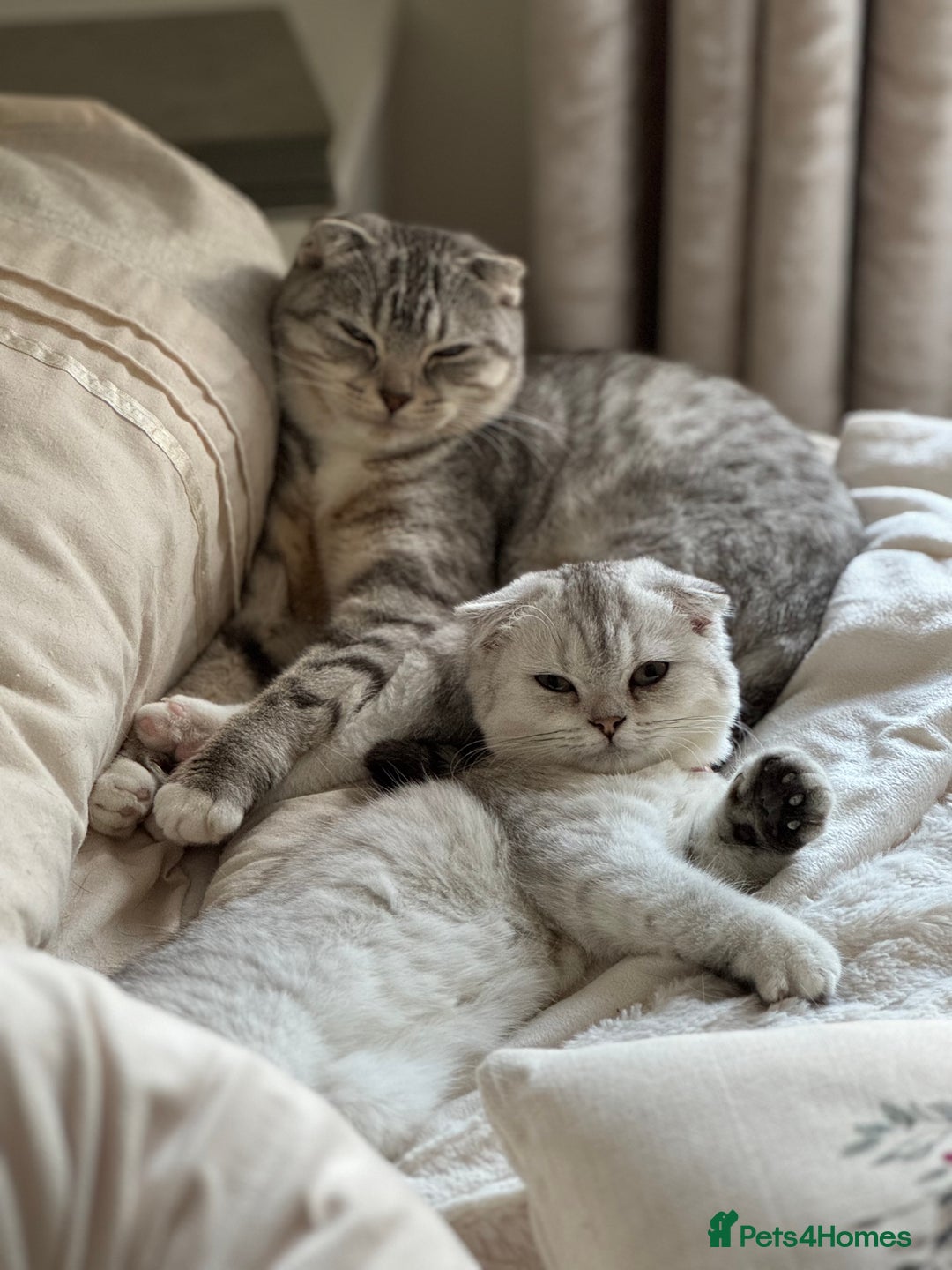 Scottish Fold cats for sale: Scottish fold female pick of litter - Image 1