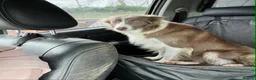 Border Collie dogs for sale: 1 Stunning Rough Coated Girl - Advert 3