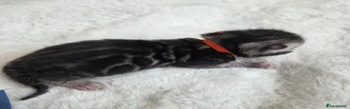 Bengal 3