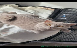 British Shorthair cats for sale: British short hair boy ready now - Image 10