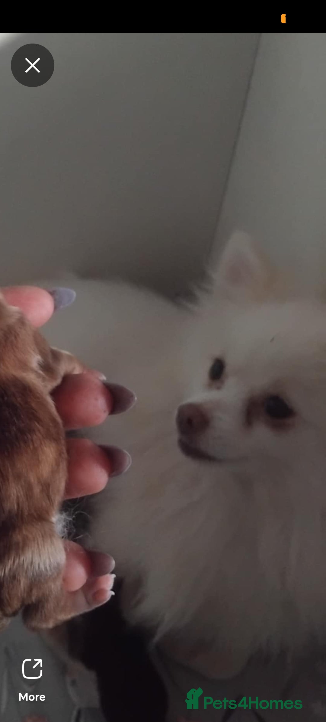 Mixed Breed dogs for sale: Pomeranian cross dachshund puppies  - Image 3