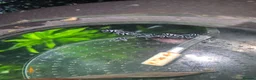 Plecos fish for sale: Zebra Pleco Hypancistrus L046 2cm UK Tank Bred - Advert 2