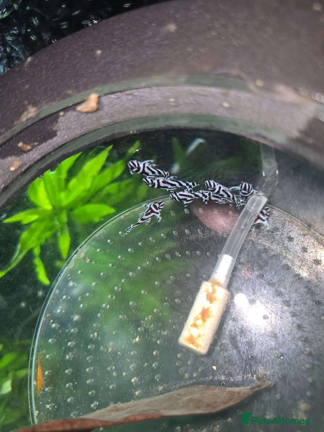 Plecos fish for sale: Zebra Pleco Hypancistrus L046 2cm UK Tank Bred - Advert 2