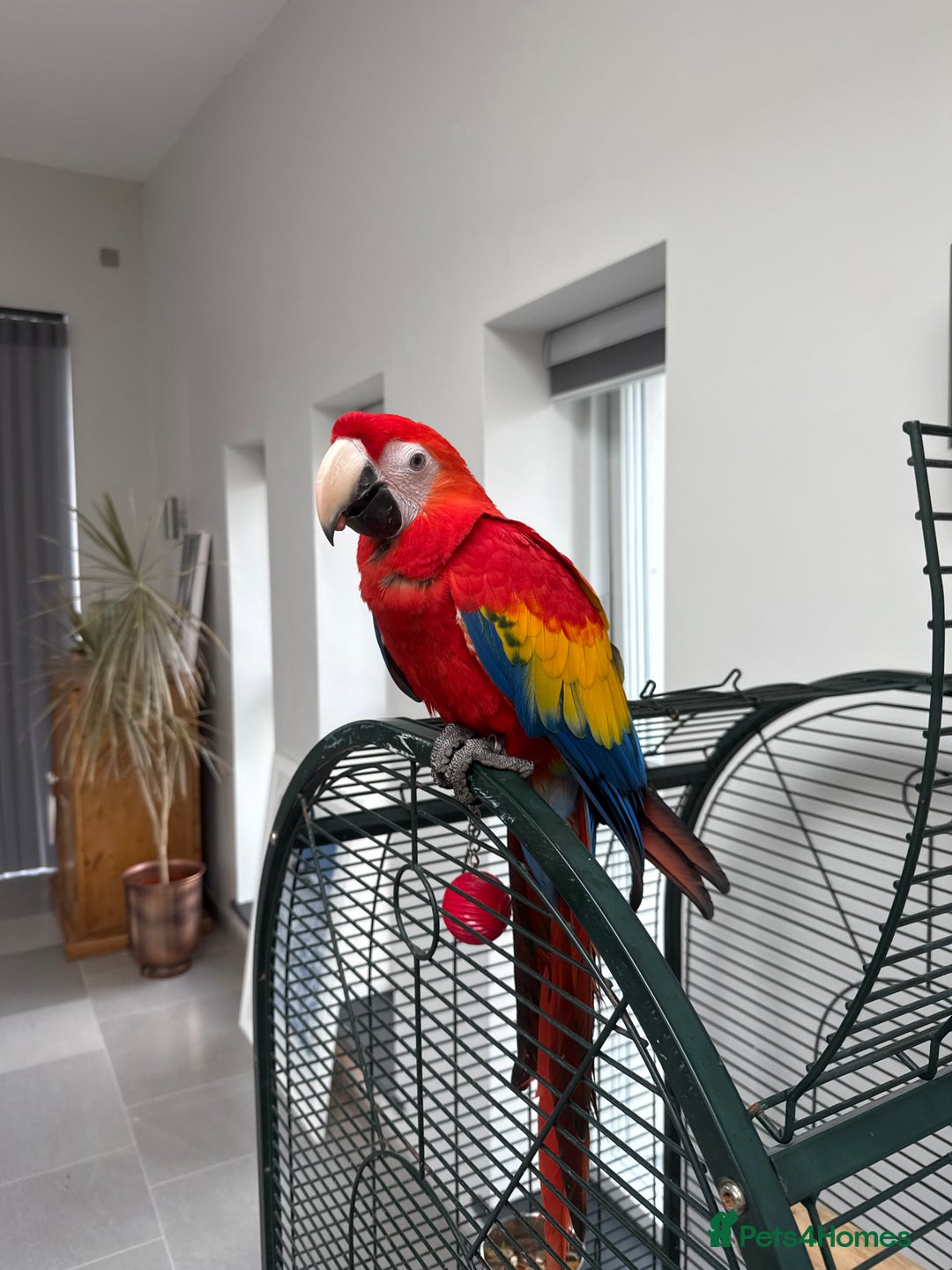 Macaws birds for sale: Scarlet macaw - Image 4
