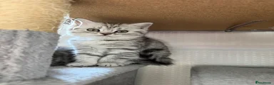British Shorthair 2