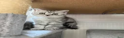 British Shorthair cats for sale: 3 females left BHS - Advert 5