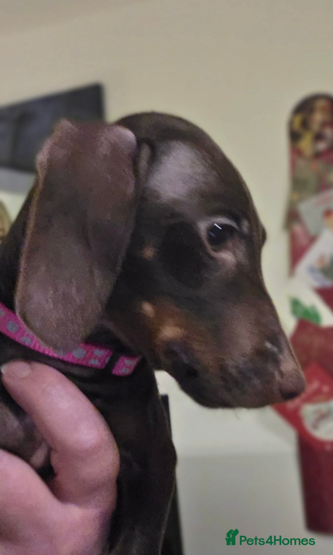 Dachshund dogs for sale: Female Dachshund Puppy - Advert 5