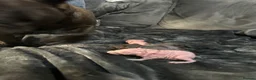 Guinea Pig rodents for sale: Male and female skinny pigs £250 per pair  in Glasgow - Advert 8