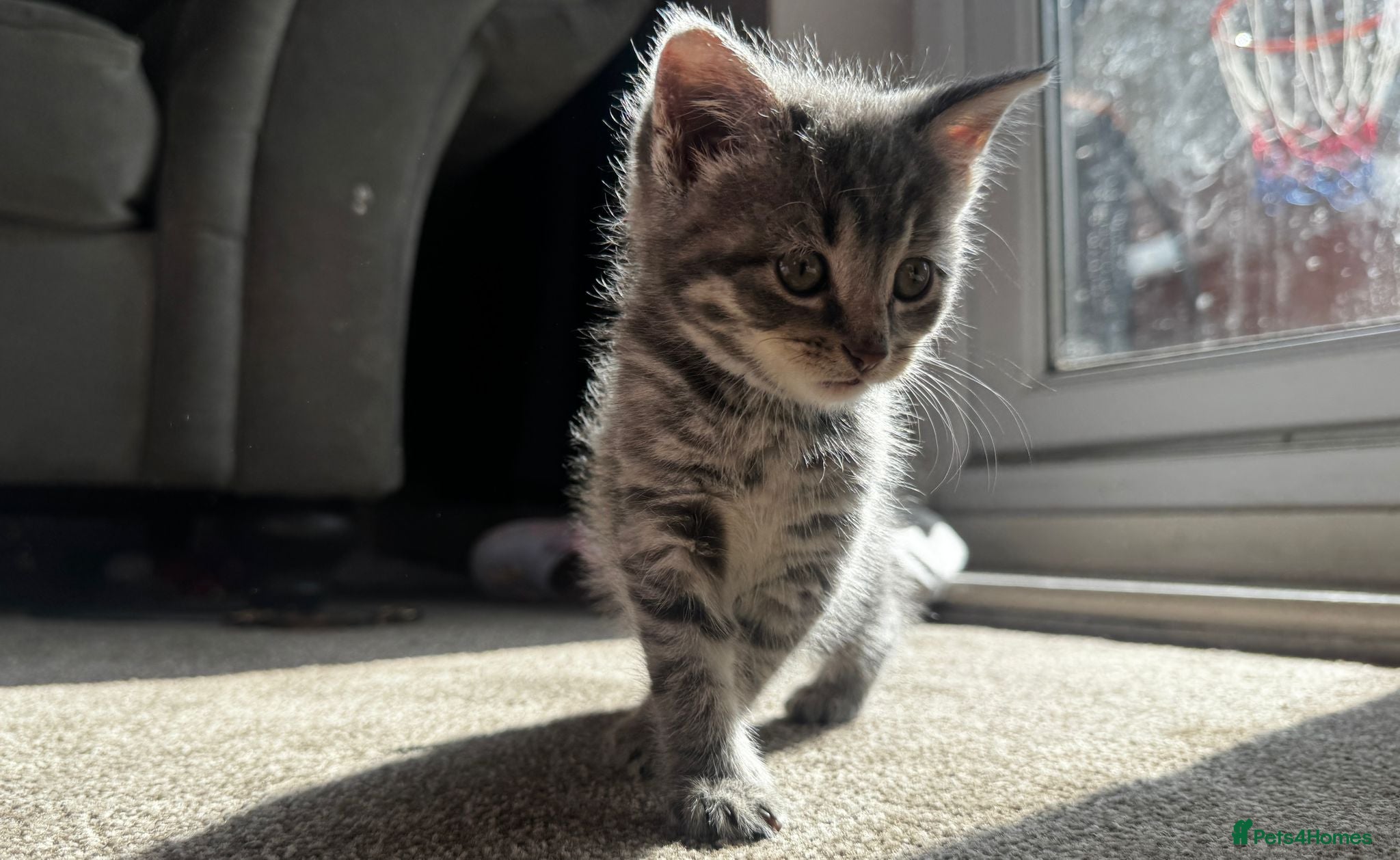Mixed Breed cats Last remaining kittens  - Advert 2