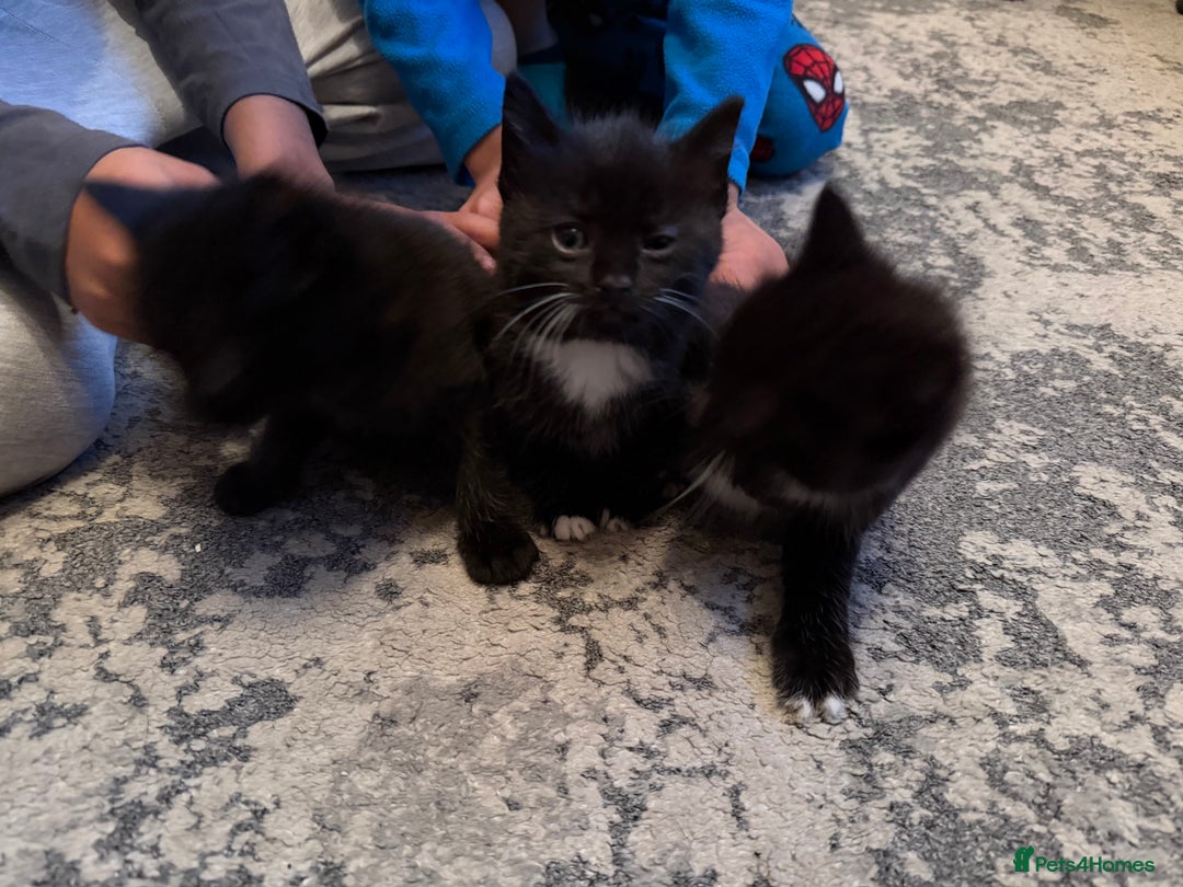 Mixed Breed cats for sale: Beautiful Mix Breed Kittens - Advert 5