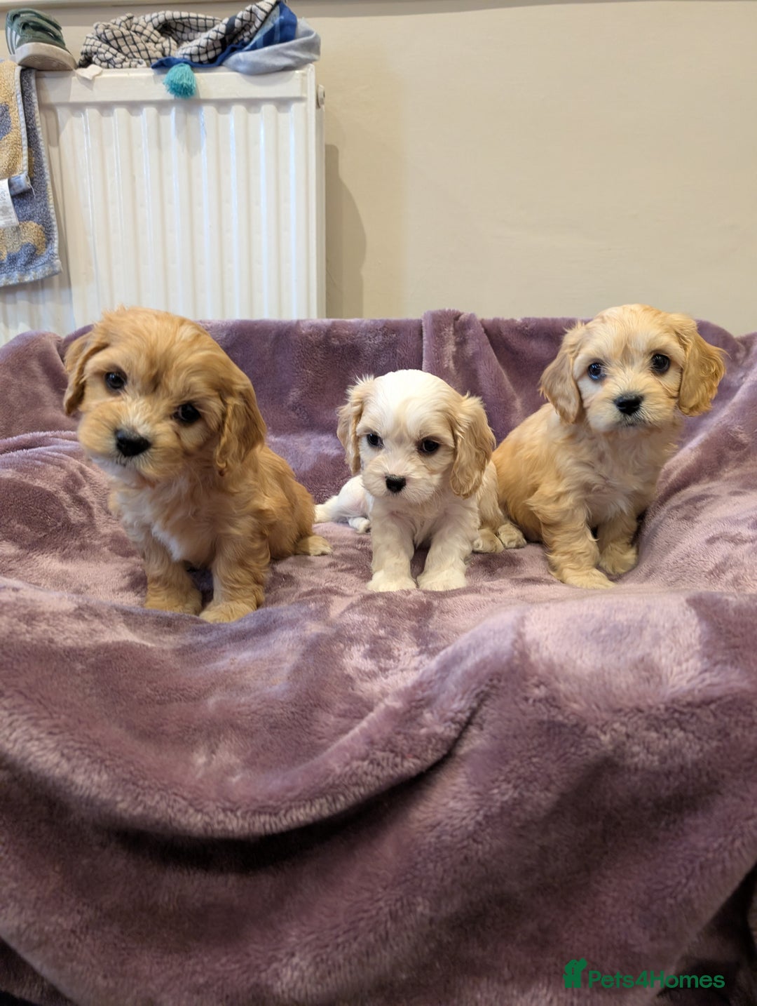 Cavachon dogs for sale: 8 Beautiful Cavachons💙💙💙🩷🩷🩷🩷🩷 - Image 17