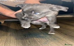 Border Collie dogs for sale: 4 blue maral border collies  - Image 5