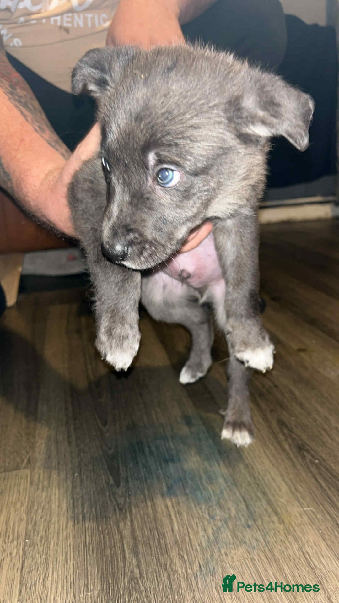 Border Collie dogs for sale: 4 blue maral border collies  - Image 5