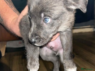 Border Collie dogs - Advert 1