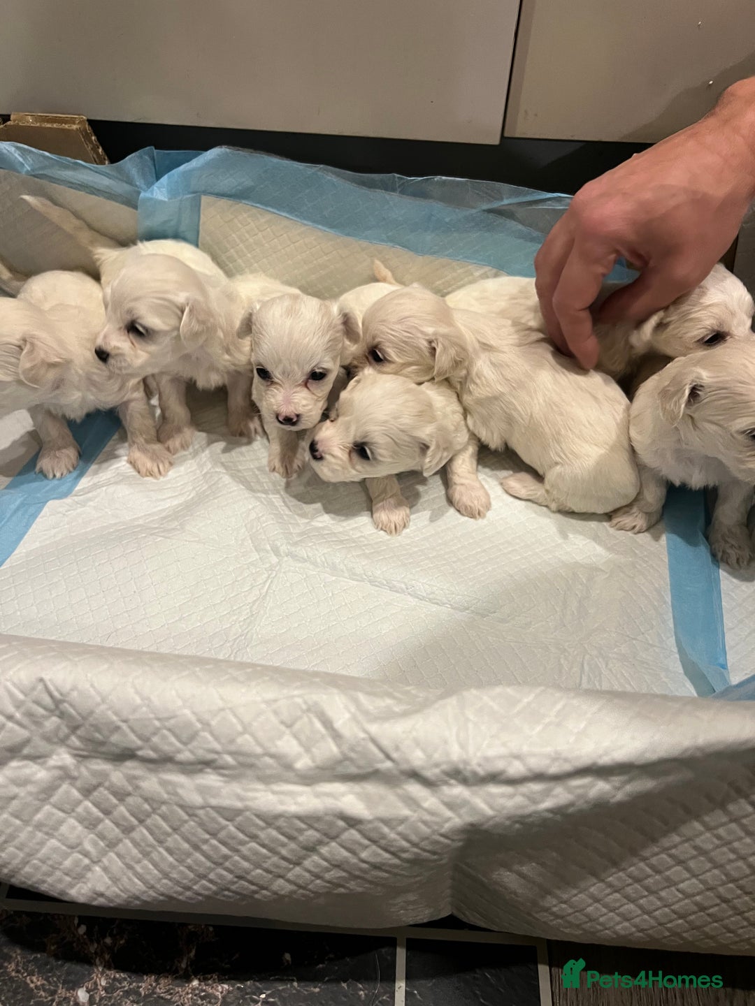 Bichon Frise dogs for sale: Adorable Bichon Frise x Bichon Maltese  - Advert 10