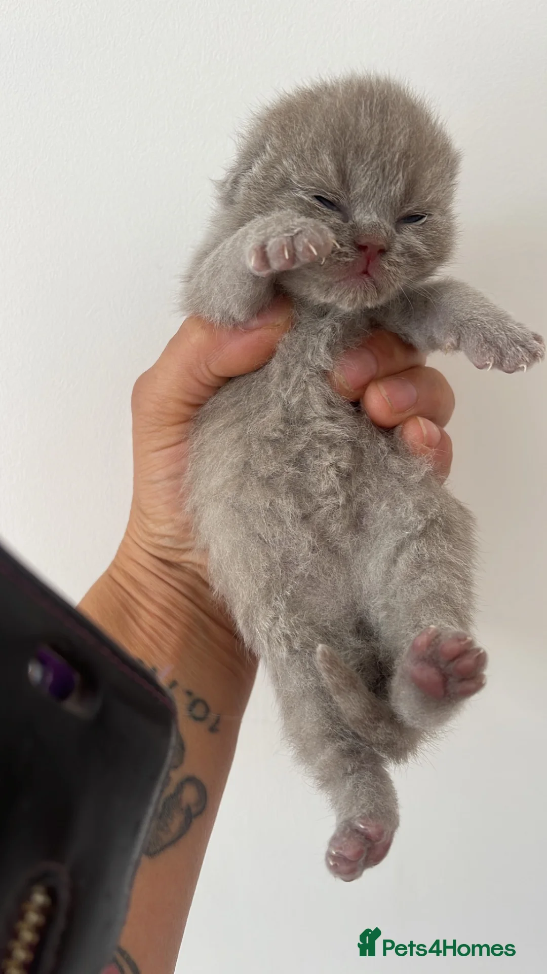 British Shorthair cats for sale: 4 GCCF LILAC BRITISH SHORTHAIR CHUNKY BOYS - Advert 2